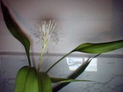 File:180px-Dracaena Sanderiana in flower - 22 April, 2010.jpg