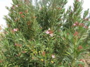 File:180px-Nerium oleander wild2.jpg