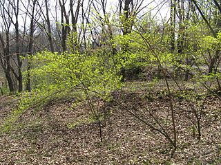 File:320px-Stachyurus praecox1.jpg