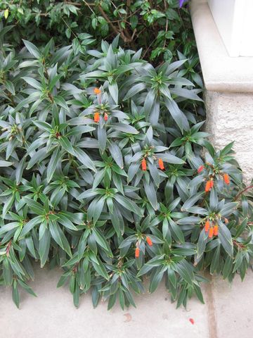 File:360px-IMG 1819 hunt09oct.jpg