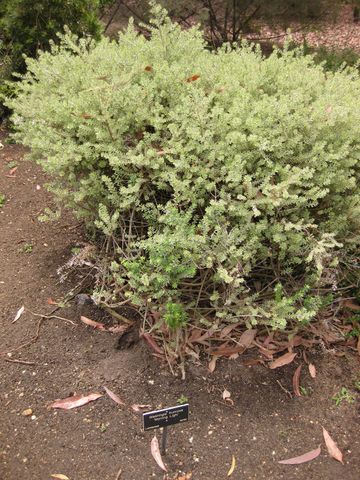 File:360px-IMG 7209 hunt09jun.jpg