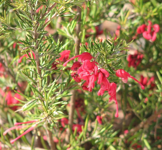 File:649px-Grevillea lavandulacea.jpg