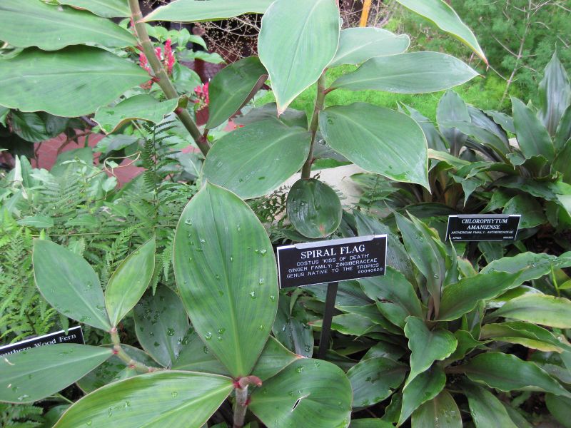 File:800px-IMG 0919 bbg09.jpg