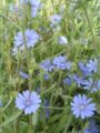 File:90px-Cichorium pumilum.jpg