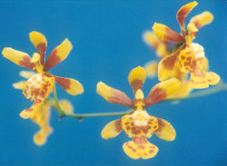 File:250px-Oncidium-sphegiferum.jpg