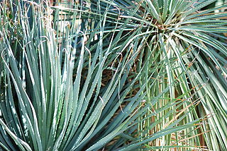 File:320px-Dasylirion acrotrichum 01 Pengo.jpg