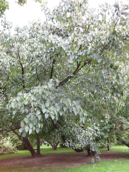 File:450px-IMG 1351 bbg09.jpg