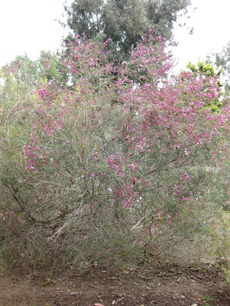 File:450px-IMG 5081 hunt0904.jpg