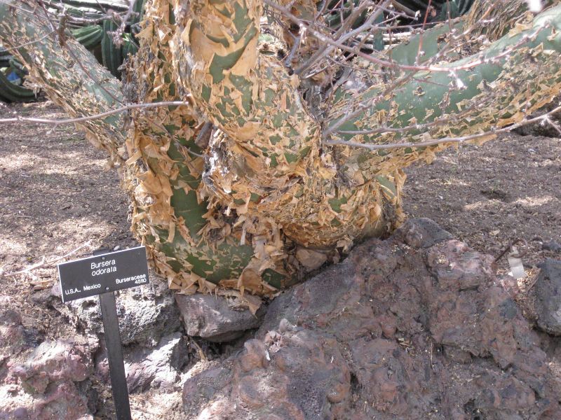 File:800px-IMG 4388 hunt0904.jpg