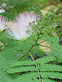 File:90px-Albizia julibrissin4.jpg