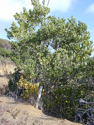 File:360px-Starr 010327-0549 Noronhia emarginata.jpg