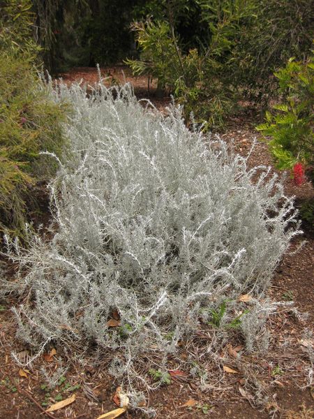 File:450px-IMG 7314 hunt09jun.jpg