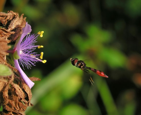 File:588px-FlyingBugPollinating-Oct15-lighter-cleaner.jpg