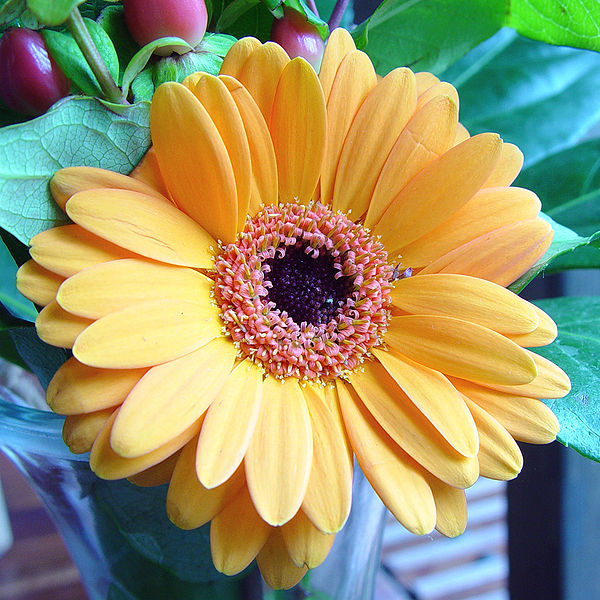 File:600px-Big yellow.jpg