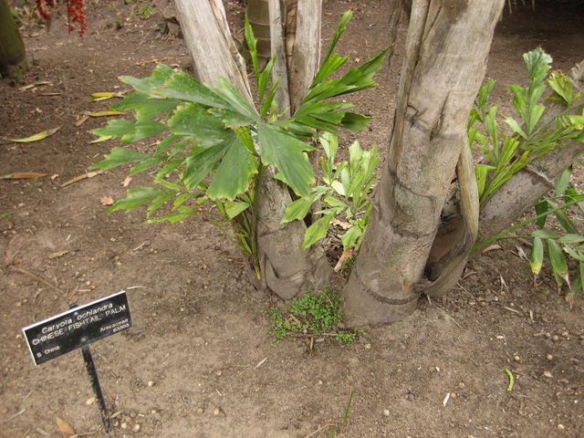 File:640px-IMG 3894 hunt0904.jpg