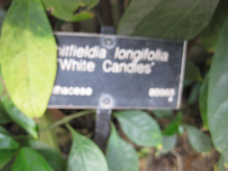 File:800px-IMG 1746 hunt09oct.jpg