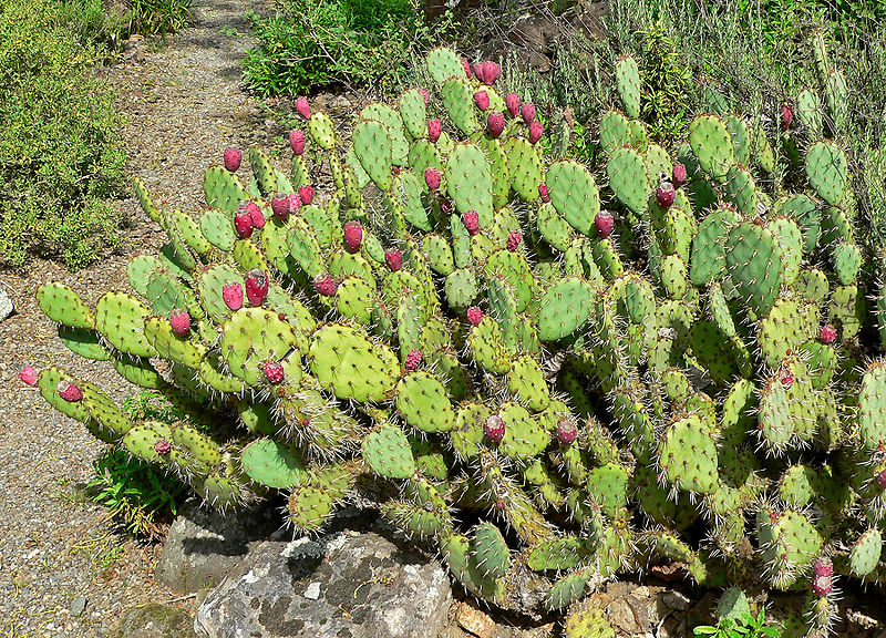 File:800px-Opuntia littoralis var vaseyi 4.jpg