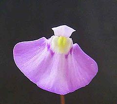 File:240px-Utriculariauniflora1web.jpg