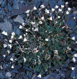 File:250px-Mouseearchickweed.jpg