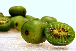 File:320px-Actinidia-arguta.jpg