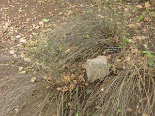 File:320px-IMG 6996 hunt09jun.jpg