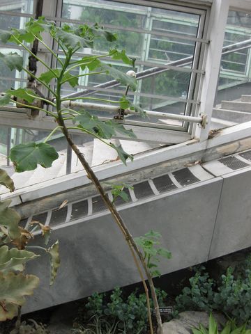 File:360px-IMG 1259 bbg09.jpg