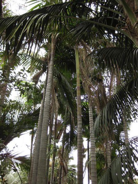 File:450px-IMG 3930 hunt0904.jpg