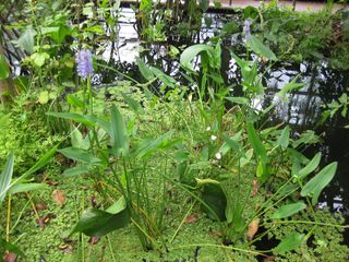 File:320px-IMG 0983 bbg09.jpg