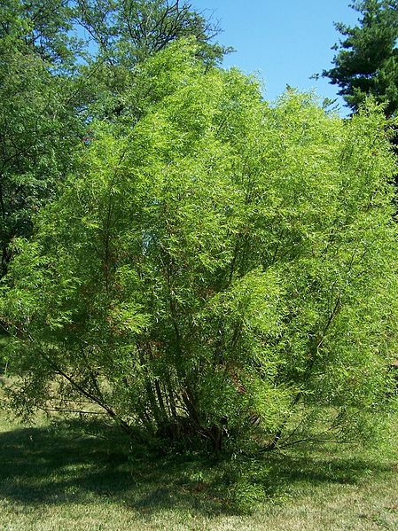 File:449px-Salix nigra Morton 180-88-3.jpg