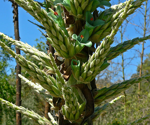 File:578px-Puya chilensis 5.jpg