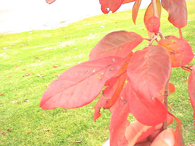 File:640px-Nyssa sylvatica.jpg