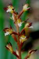 File:80px-Corallorhiza maculata immaculata Spotted Coralroot .JPG