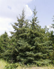 File:180px-Picea glauca.jpg