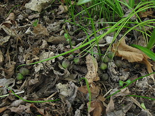 File:320px-Scilla siberica pods.jpg