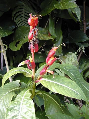 File:360px-Starr 021122-0012 Sanchezia speciosa.jpg