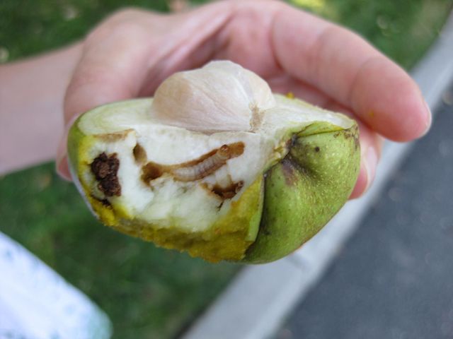 File:640px-IMG 0438 nybg09.jpg