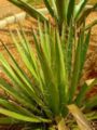 File:90px-Agave filifera01.jpg