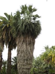 File:180px-IMG 3864 hunt0904.jpg