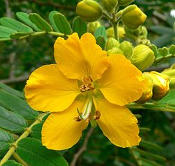 File:253px-Senna multiglandulosa 5.jpg