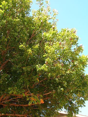 File:360px-Starr 050516-1369 Swietenia mahogani.jpg