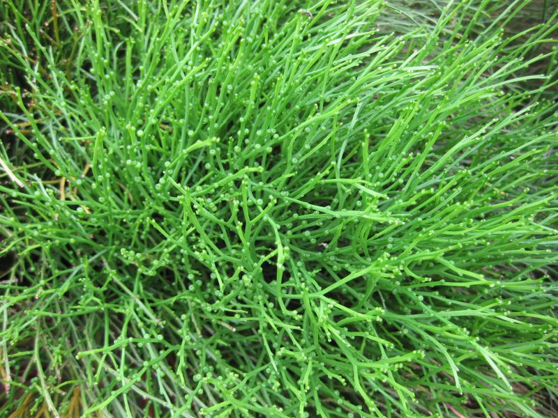 File:800px-IMG 0903 bbg09.jpg