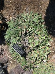 File:180px-Faucaria tigrina-hummel's tiger jaws-IMG 0326 hunt07.jpg