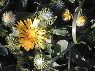 File:320px-Grindelia stricta, Gluey buds.jpg