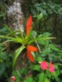 File:90px-DirkvdM red flat epiphyte.jpg