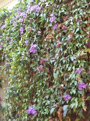 File:180px-IMG 1847 hunt09oct.jpg