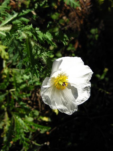 File:450px-IMG 2640 ucla09.jpg