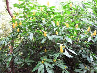 File:320px-IMG 1132 bbg09.jpg