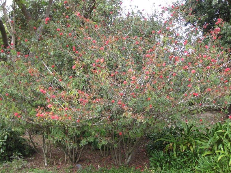 File:800px-IMG 5041 hunt0904.jpg