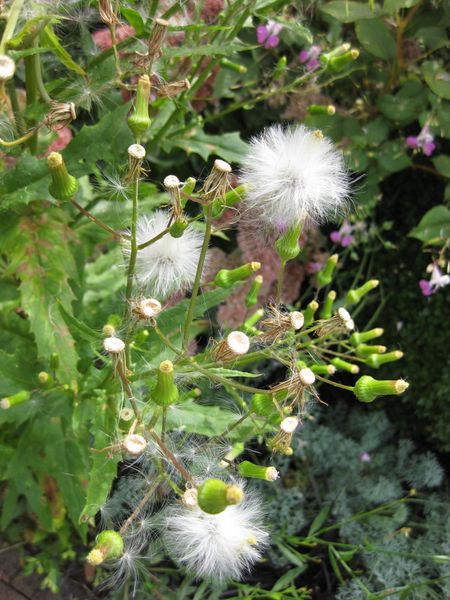 File:450px-IMG 0866 bbg09.jpg