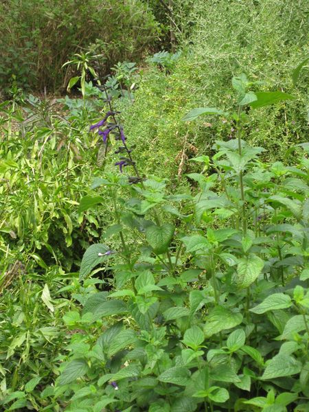 File:450px-IMG 5092 hunt0904.jpg